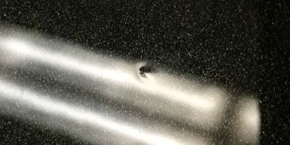 Dust nibs
